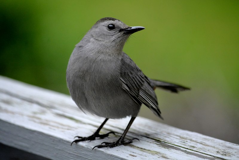 Серый Дрозд (Grey Catbird)
