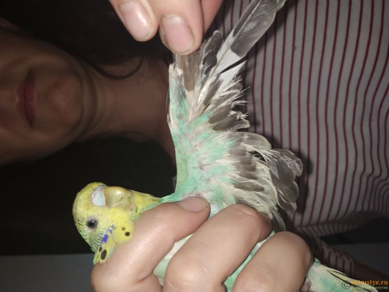 Попугай грызет