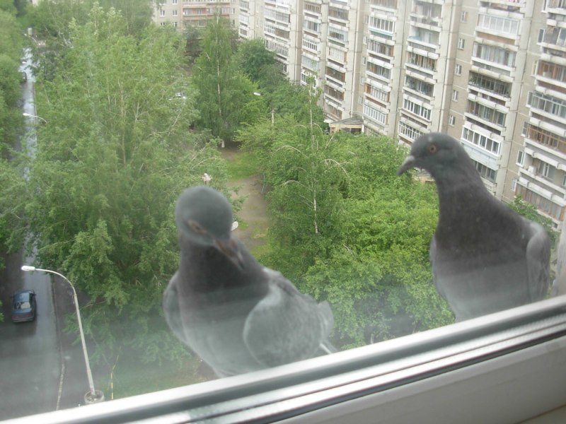 Голубь с улыбкой