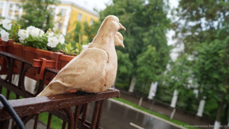 Серый голубь залетел на балкон