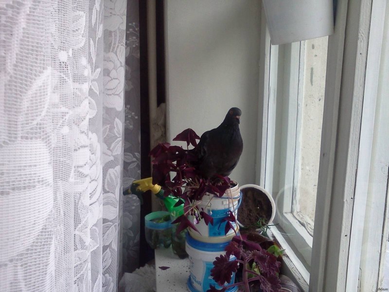 Голубь на подоконнике