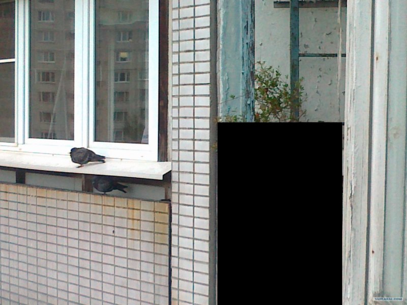 Гигантский голубь