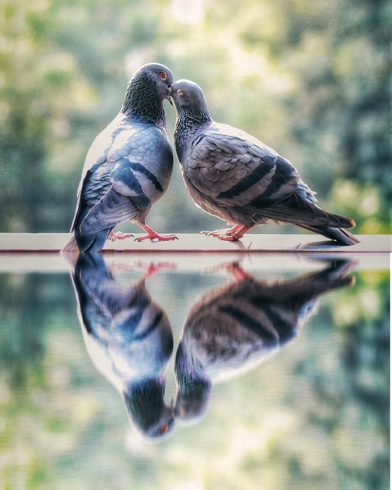 Любовь и голуби