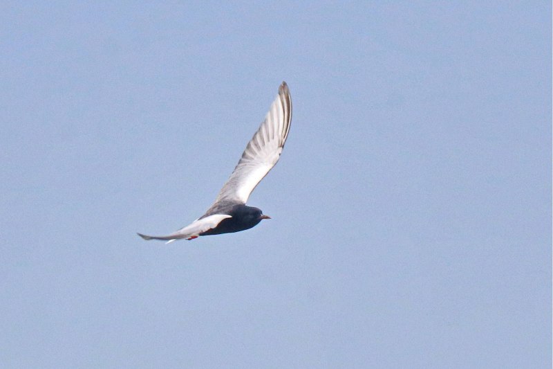 White-Winged Robin