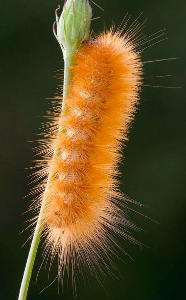 Гусеница жгучка