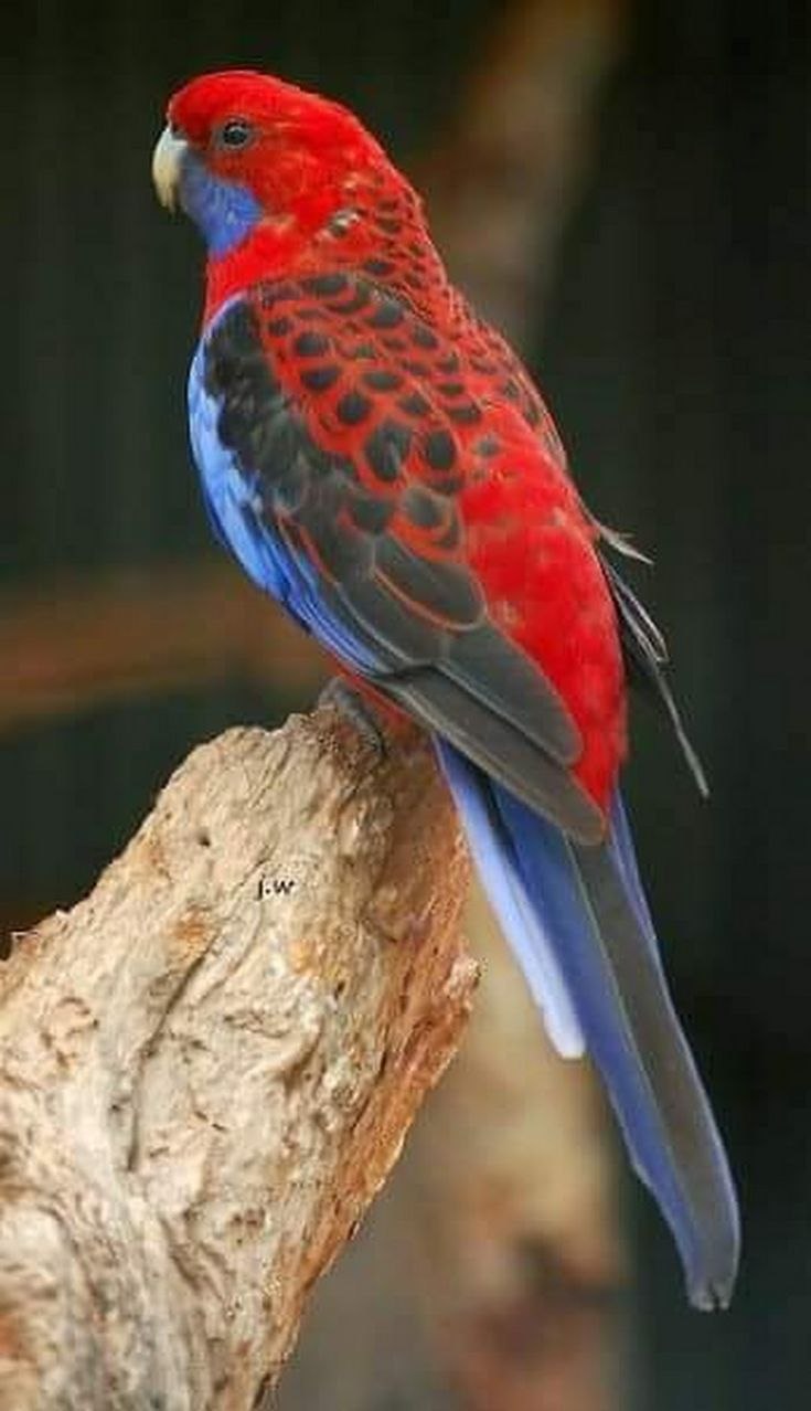 Розелла птенец