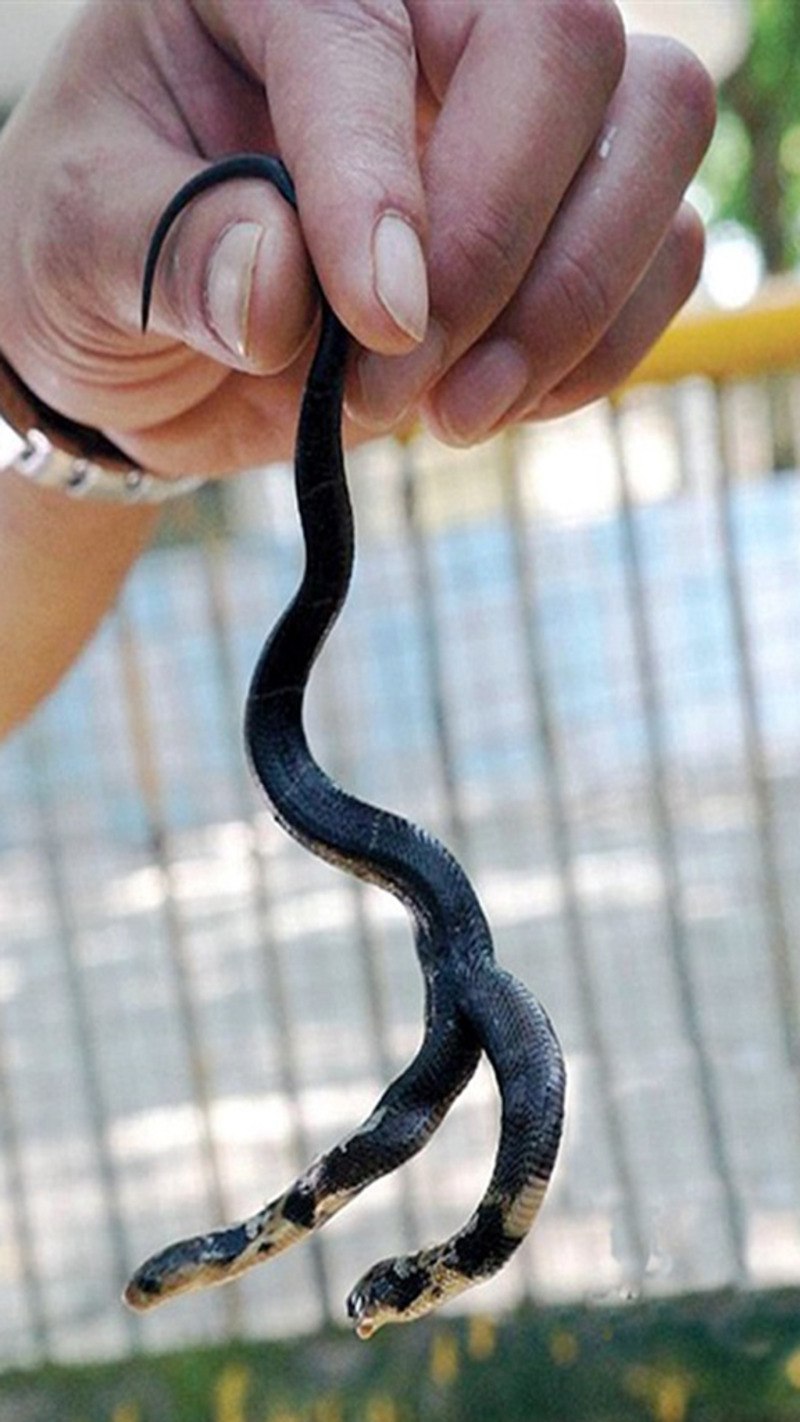 Королевская двухголовая змея