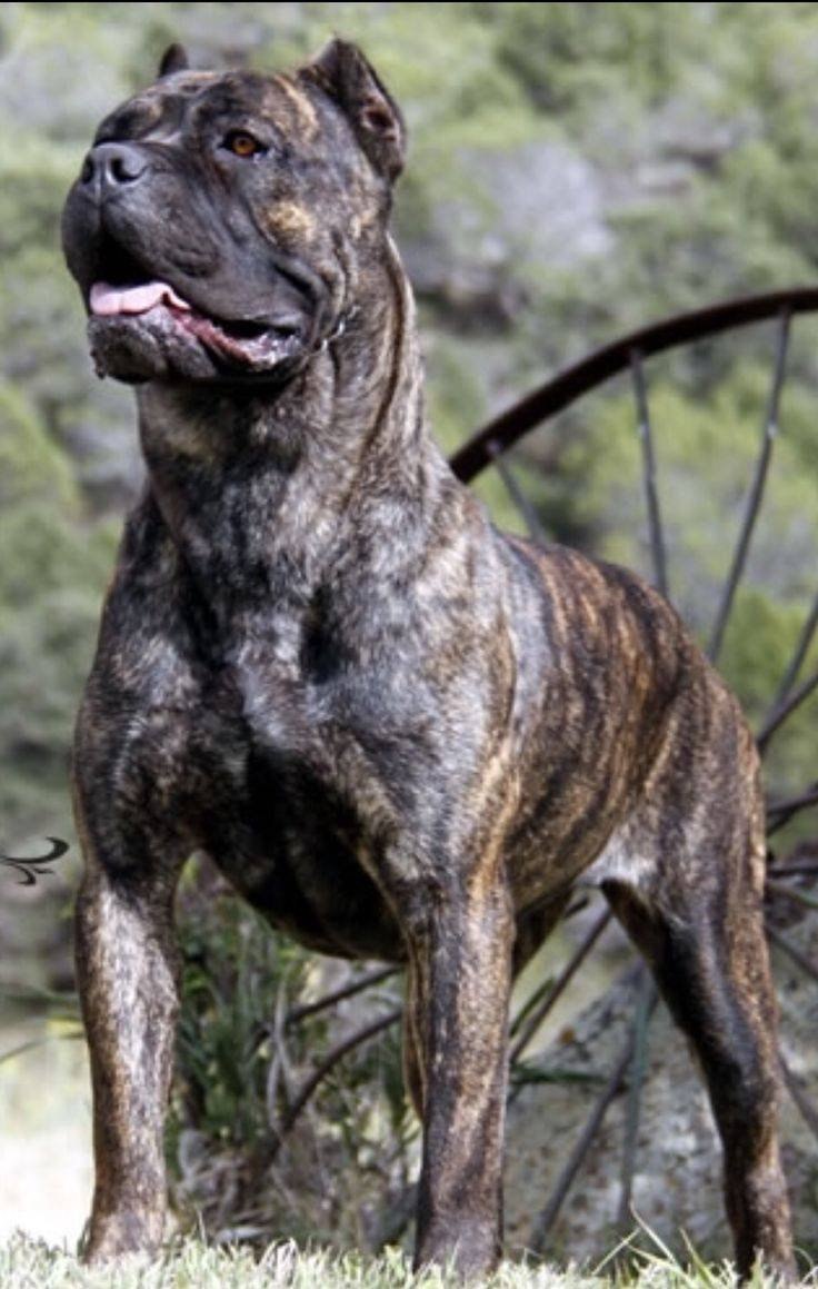 Испанский алано (66 фото)