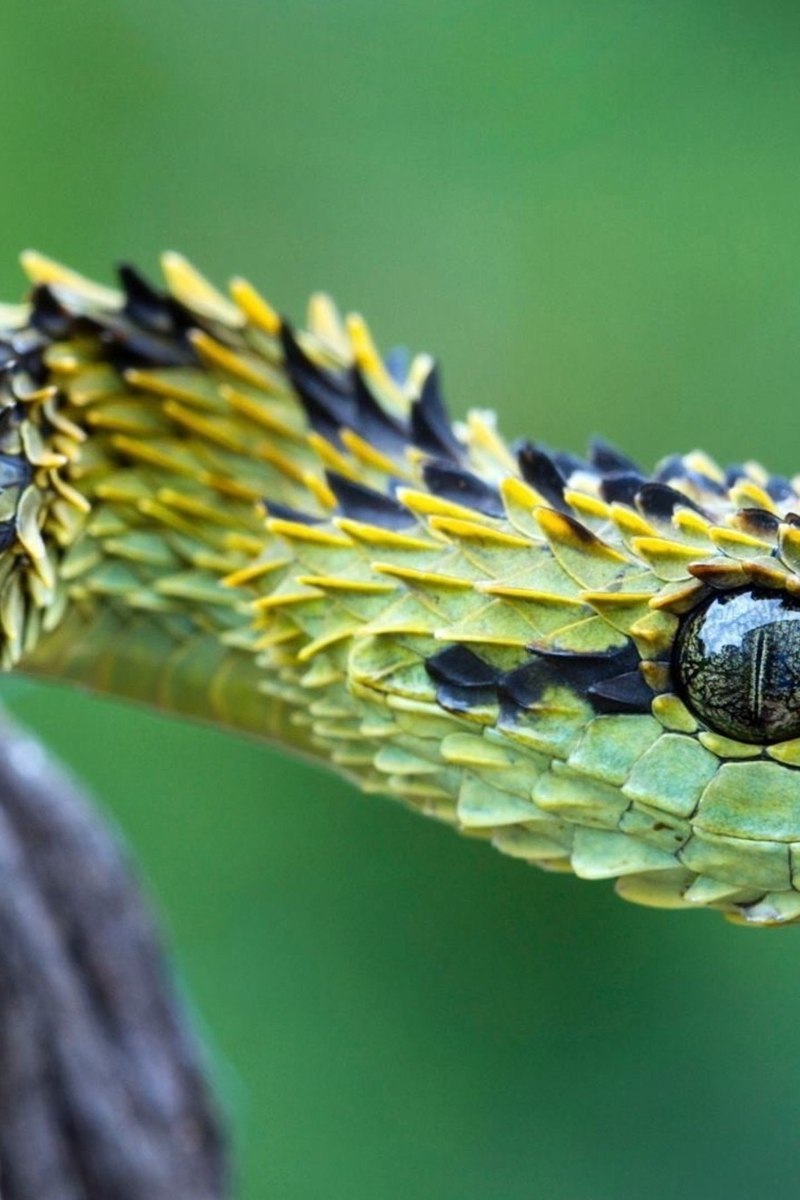 Шершавая древесная гадюка голубая