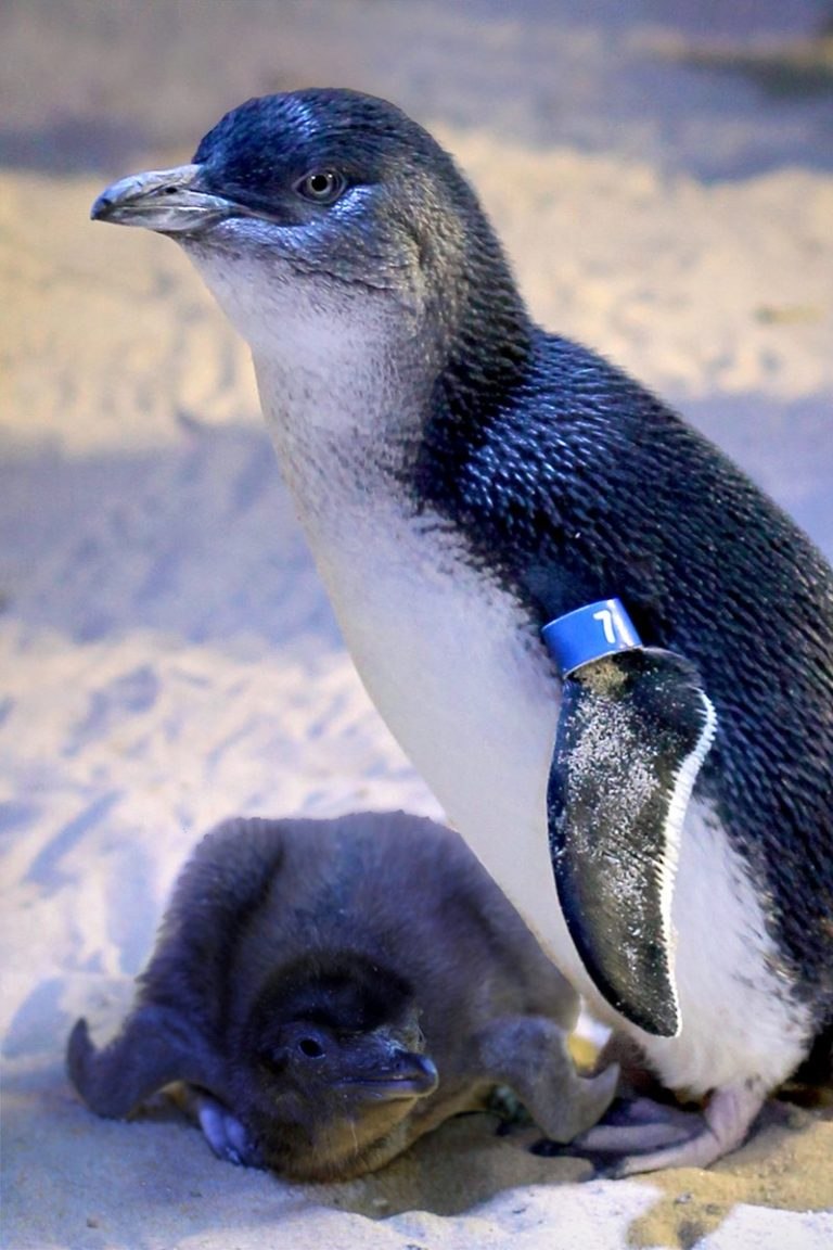 Австралийские пингвины