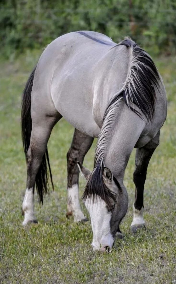 Сивая грива