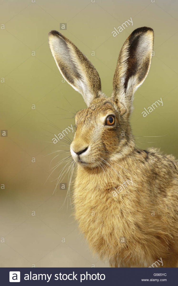 Заяц Лесной