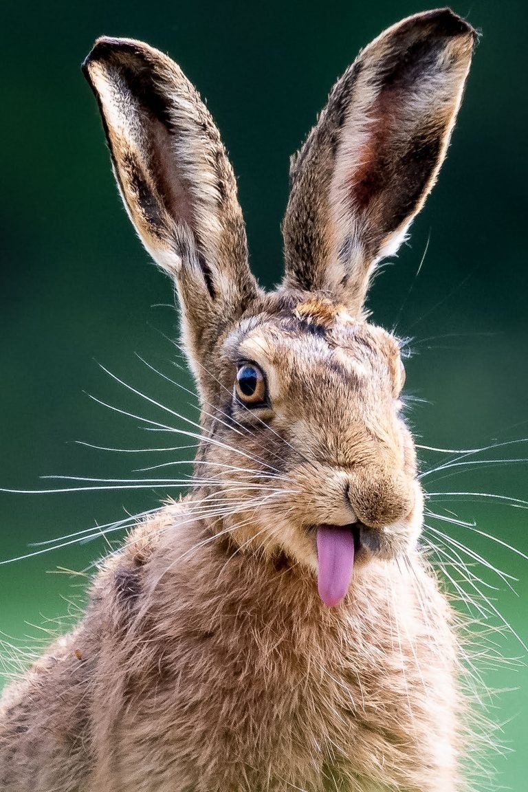 Ушастый заяц