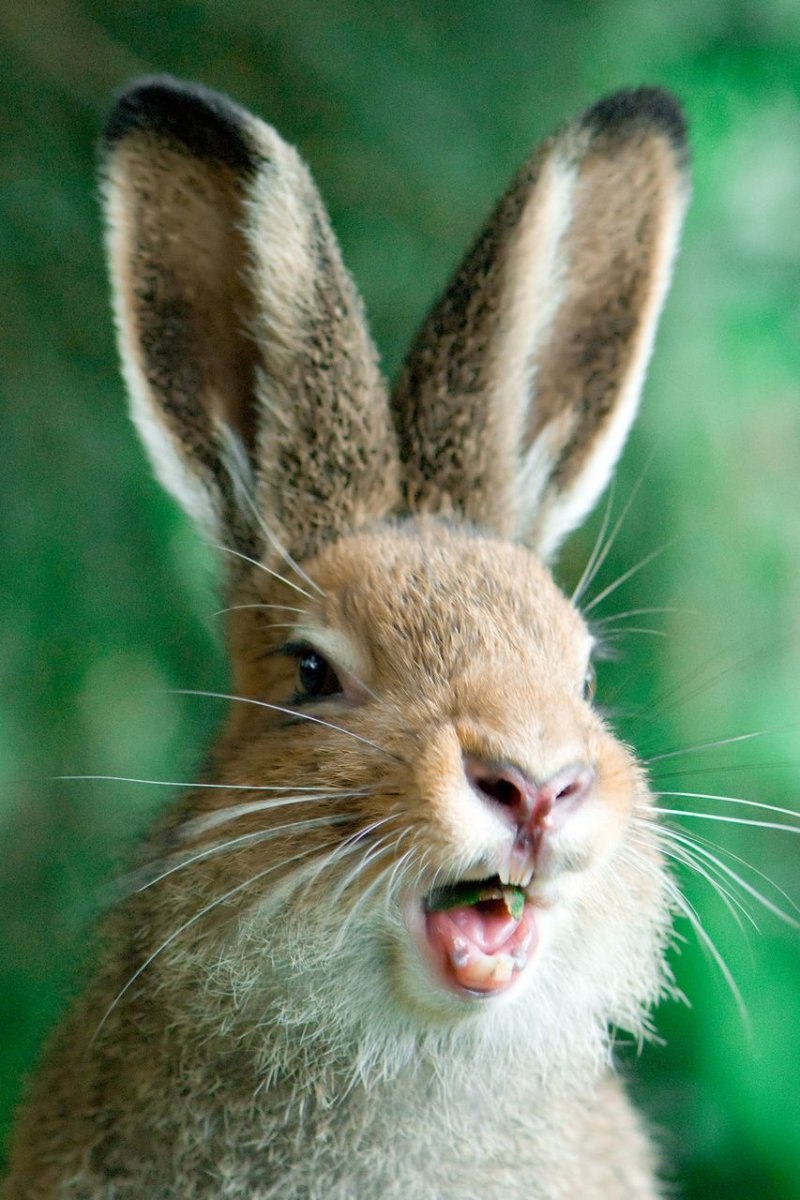 Длинноухий заяц (65 фото)