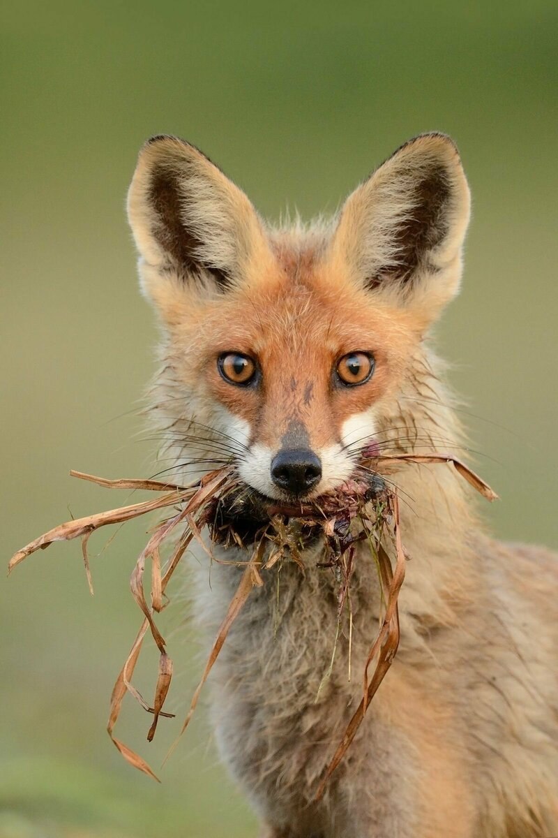 Лиса зевает