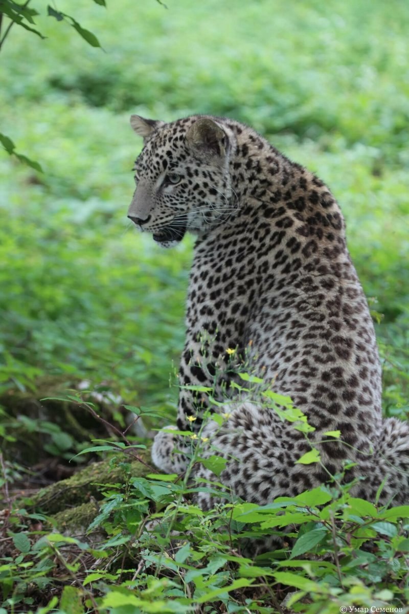 Переднеазиатский Барс