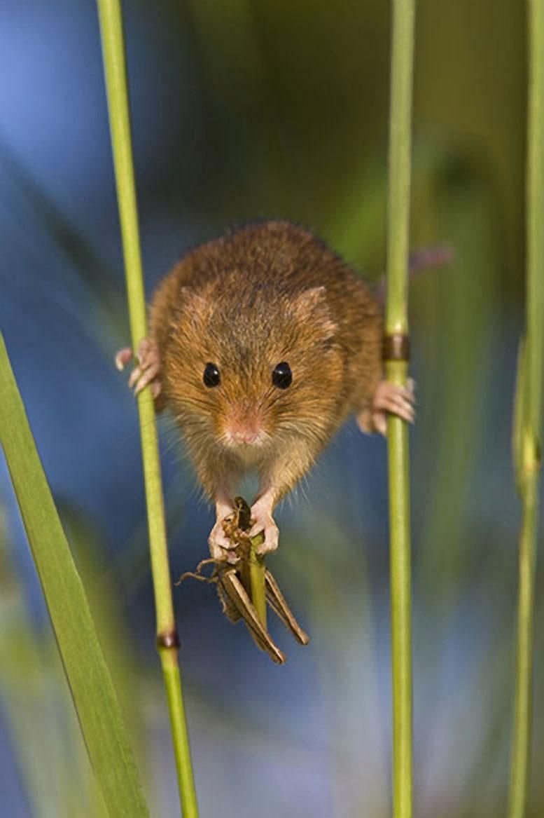 Степная мышовка