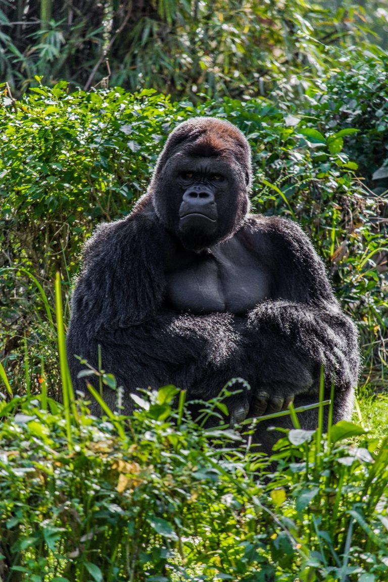 Орангутан и горилла