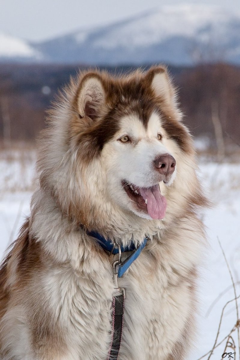 Лайка Аляскинский маламут