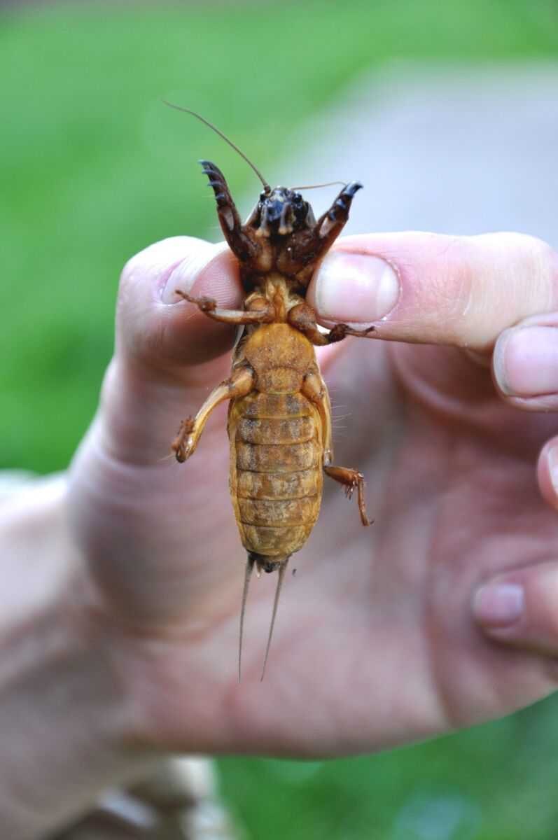 Жук капустянка