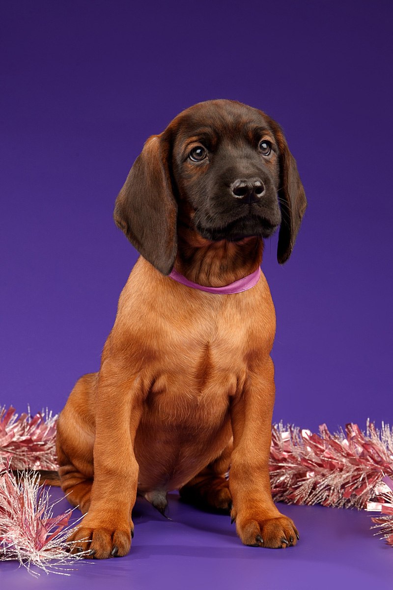 Баварская Горная гончая щенки