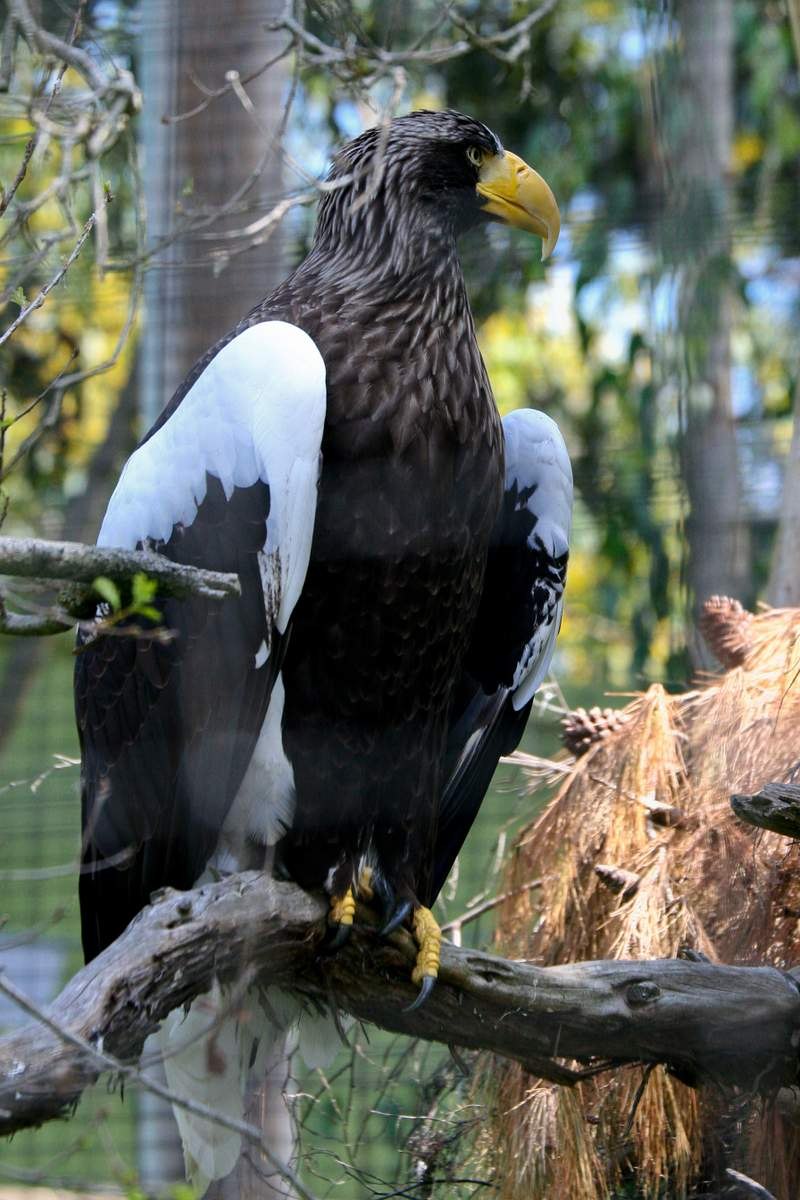 Сахалинский Орлан