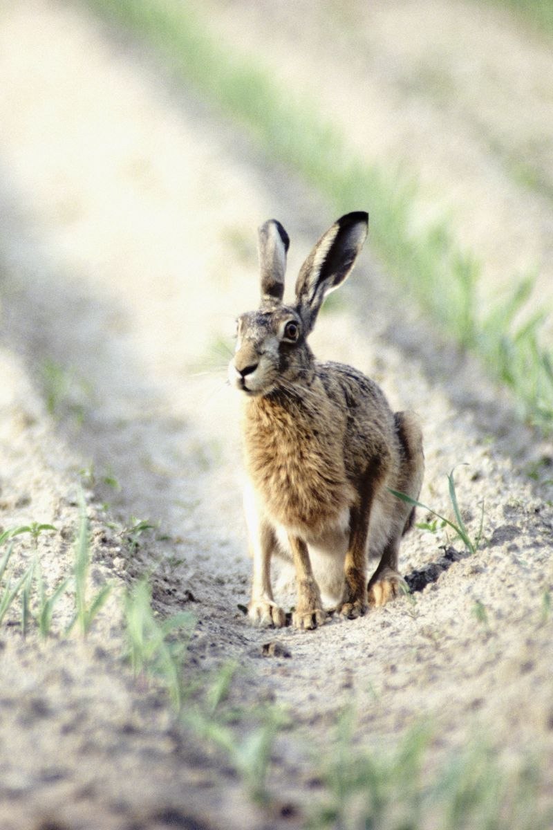 Серый заяц-Русак