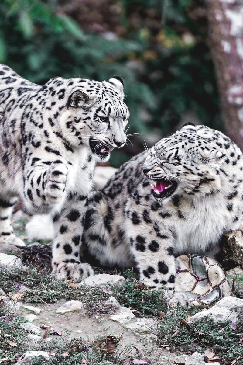Леопард гепард Ягуар пантера и снежный Барс