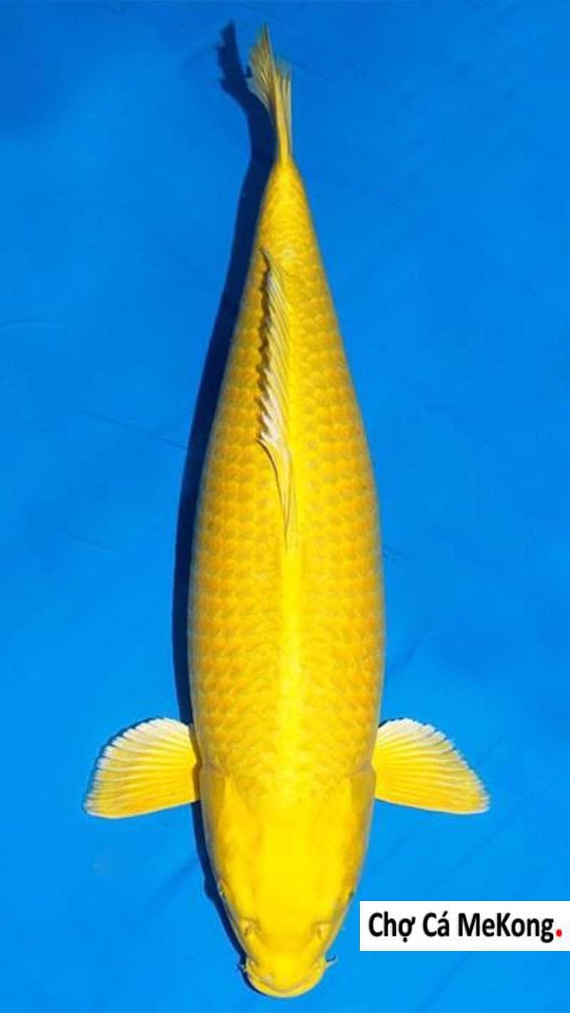 Ямабуки огон