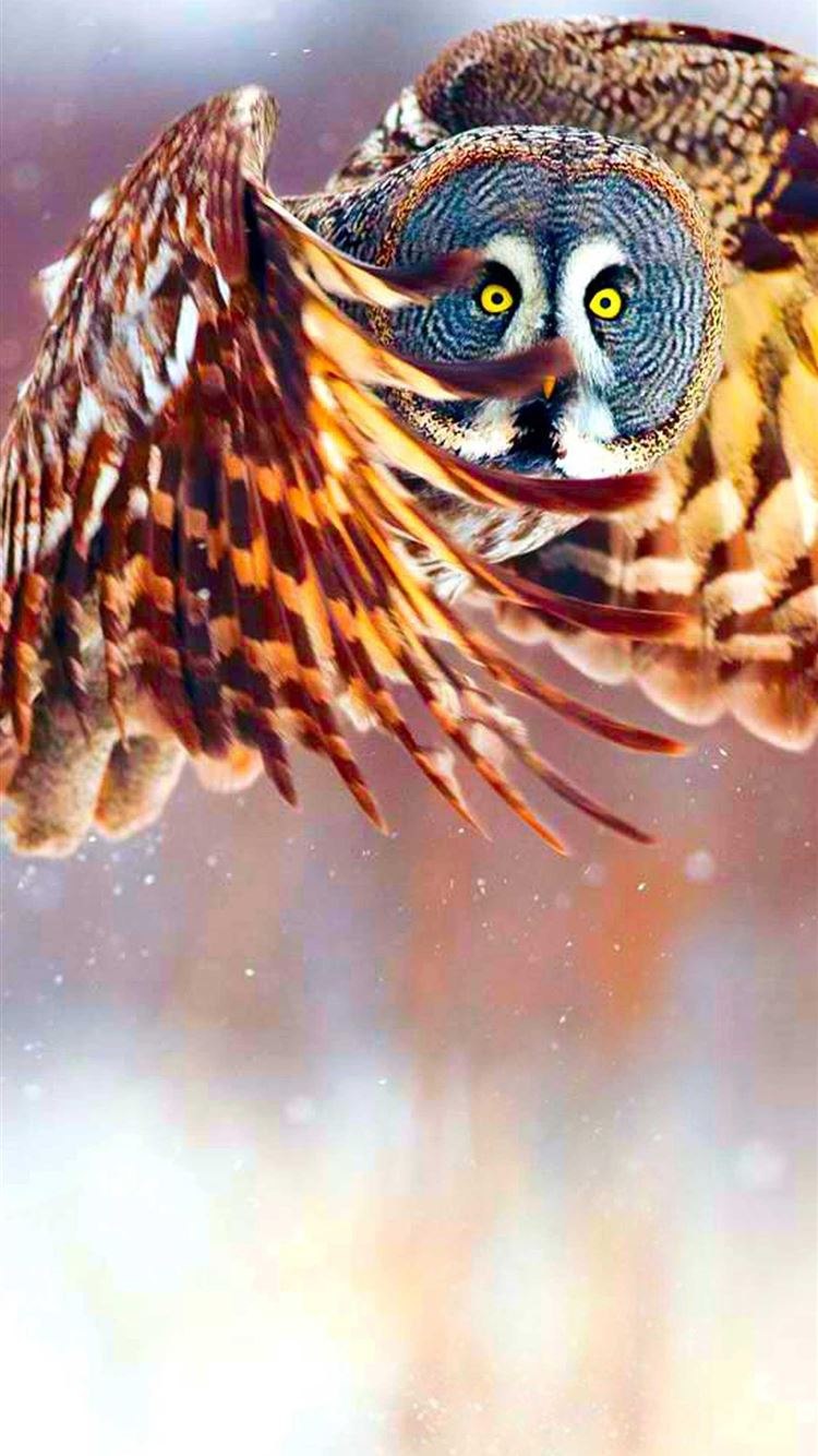 Филин летит