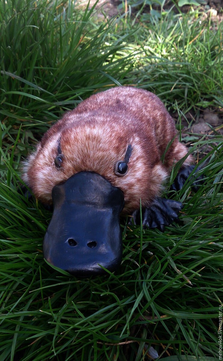 Животные Австралии Утконос