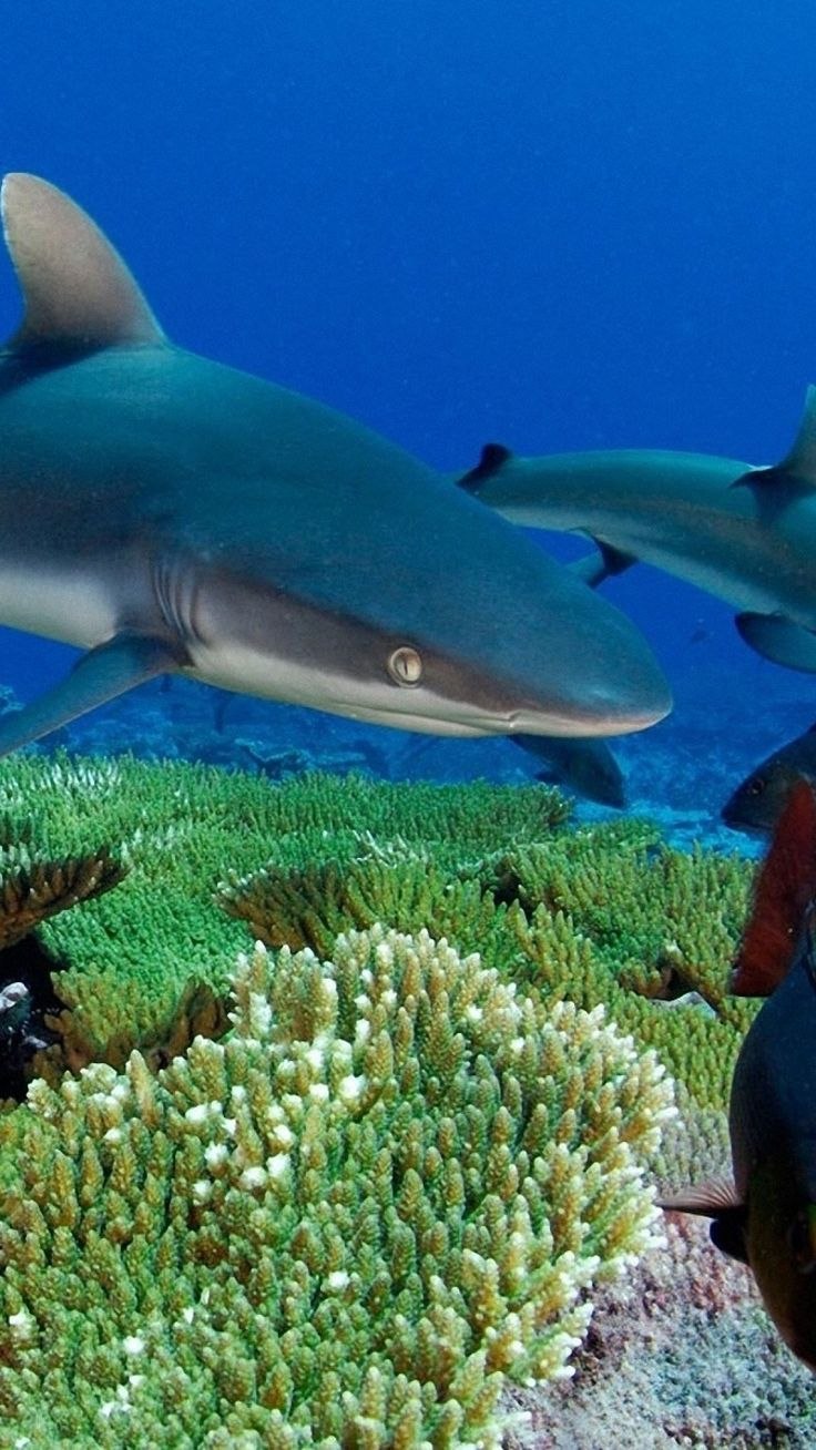 Океан Стингрей Скат