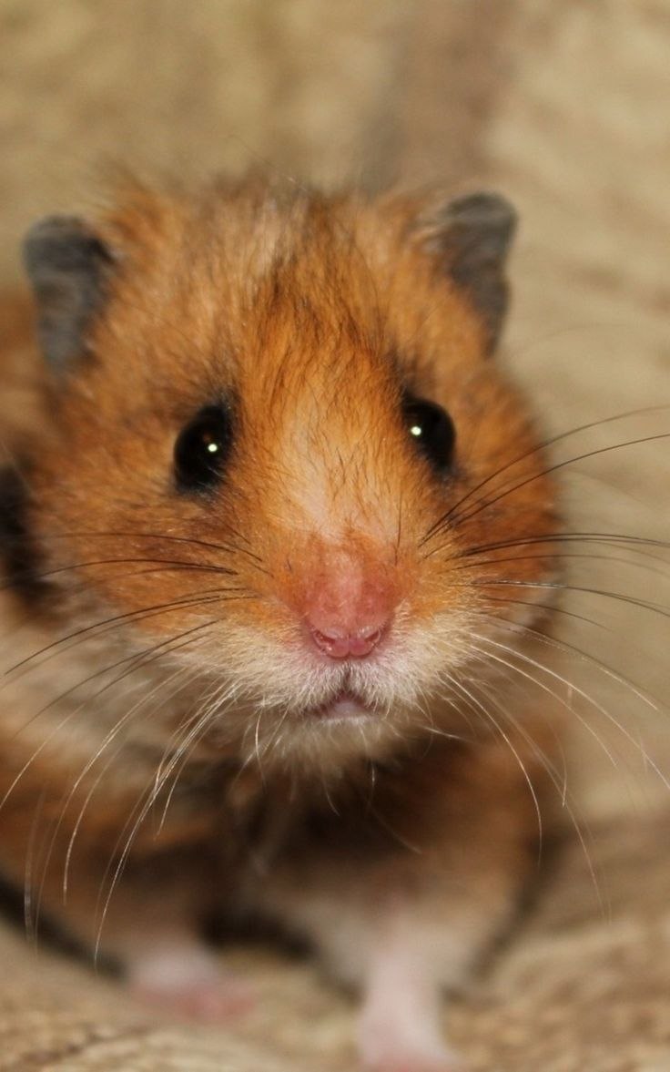 Джунгарский и сирийский хомяк