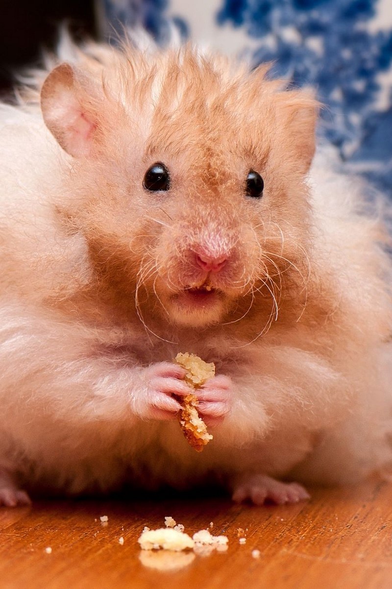 Хомяк на желтом фоне