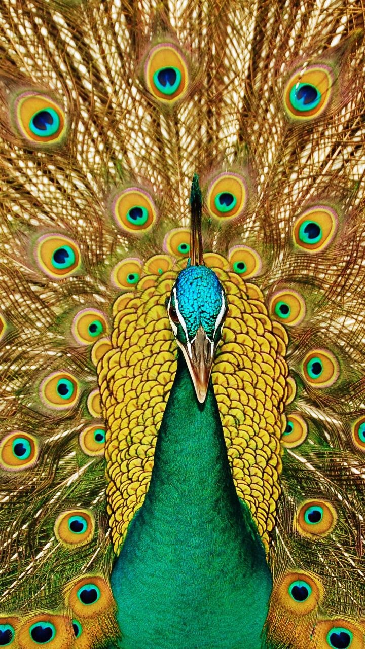 Павлин гохуа