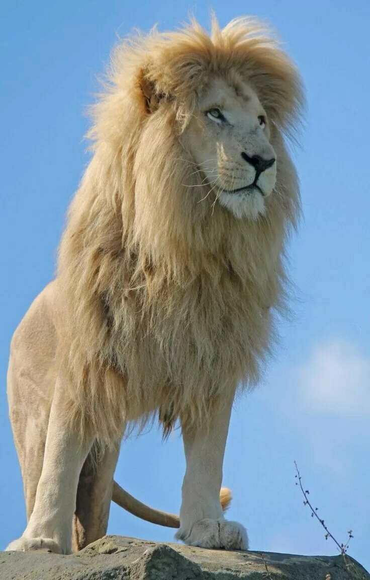 Катангский Лев