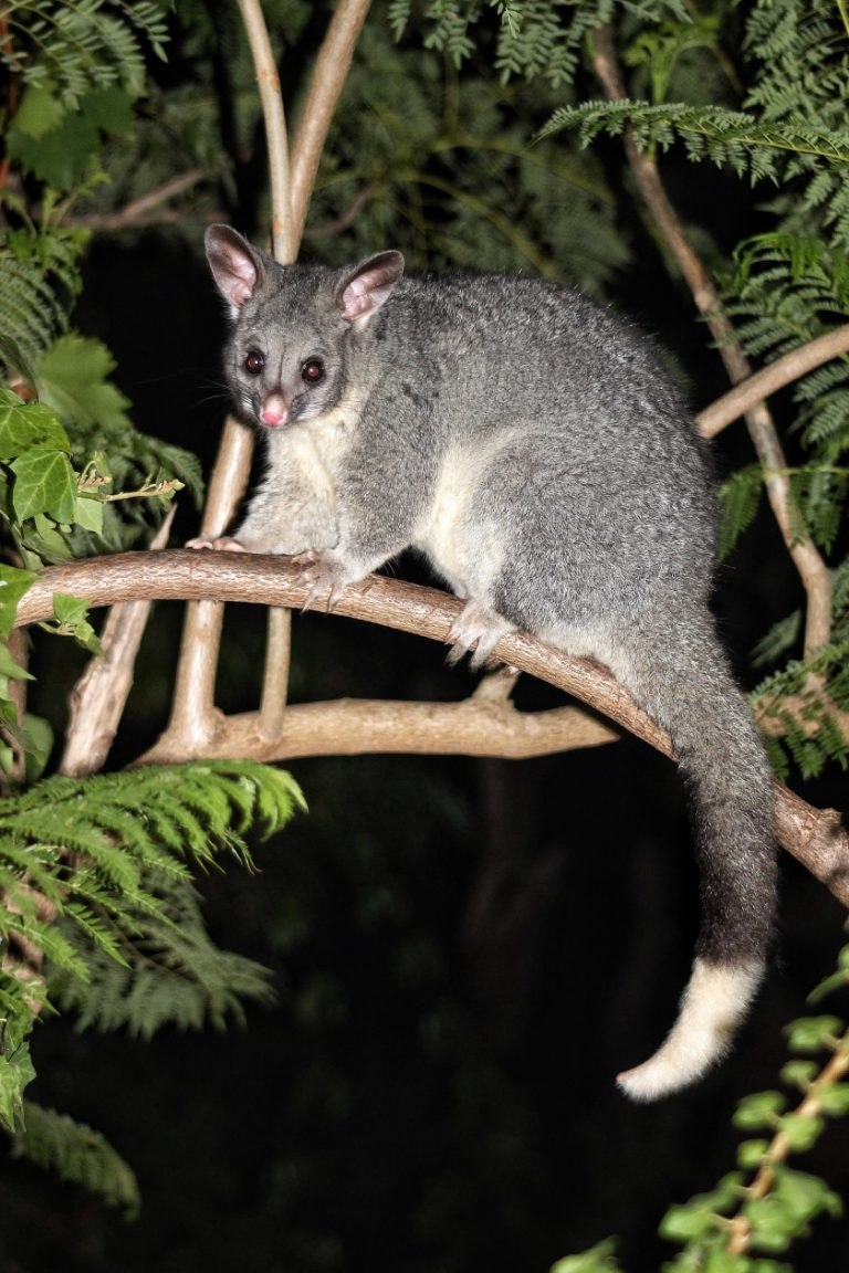 Baby brushtail Possum