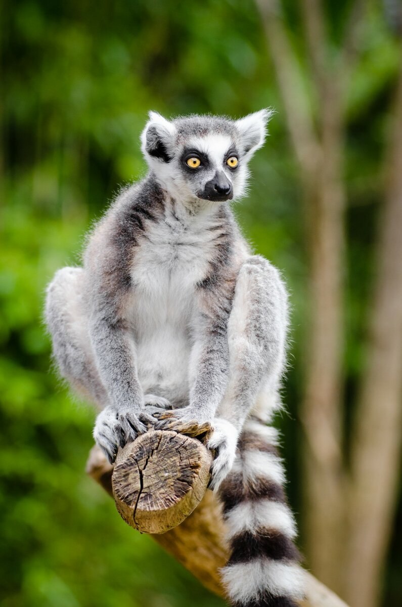 Кошачий лемур