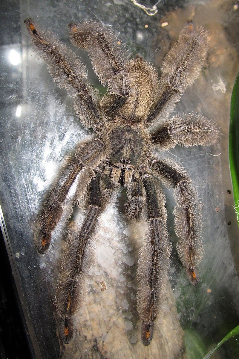 Паук-птицеед Psalmopoeus irminia