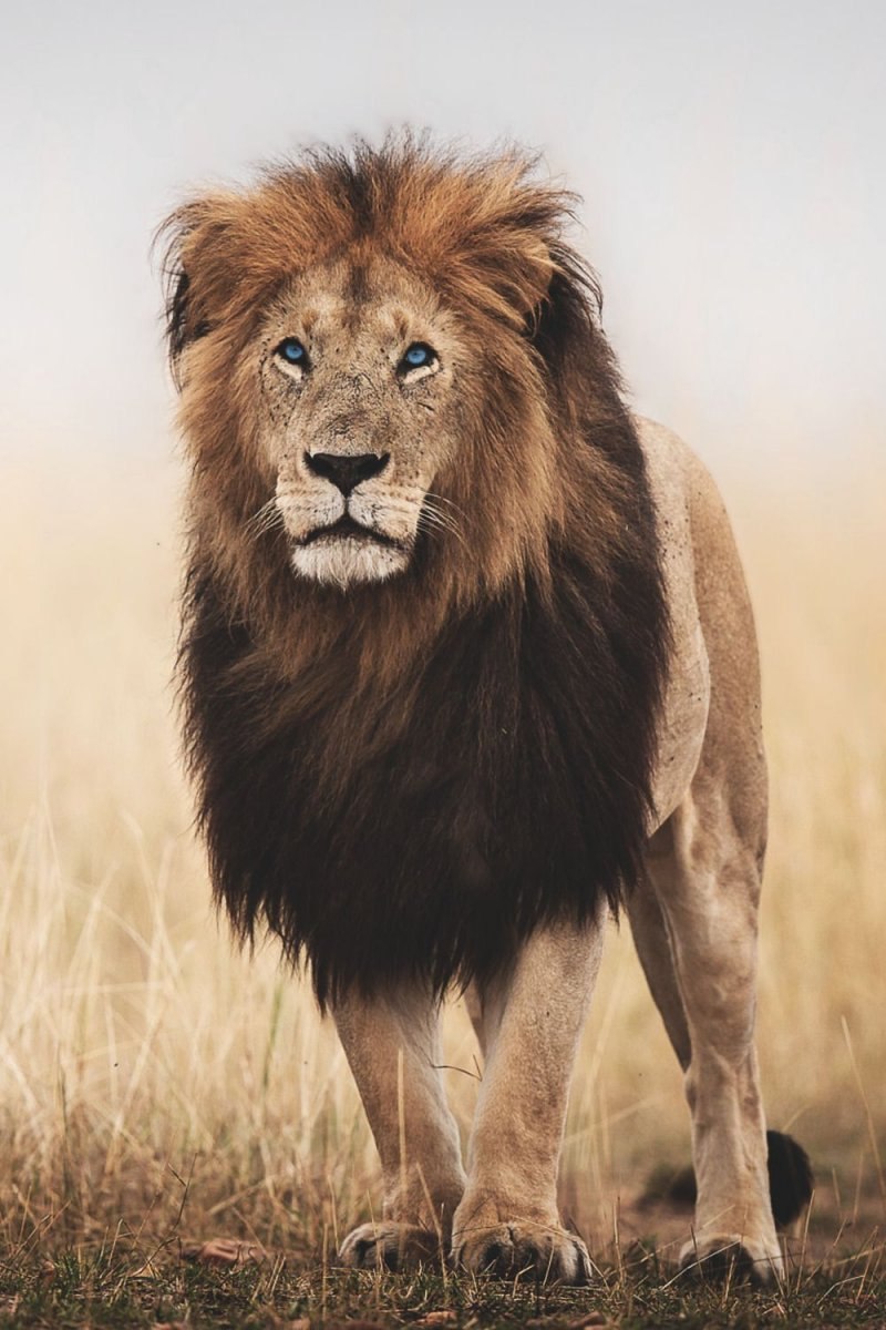 Гордая львица