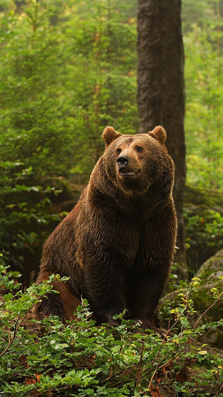 Дикий Гризли корона