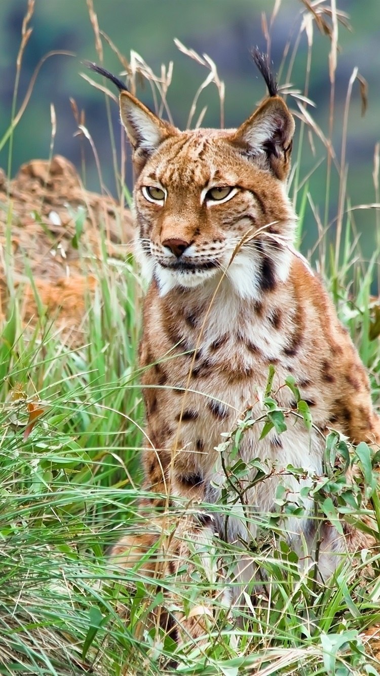 Рысь (Lynx Lynx) в дикой природе