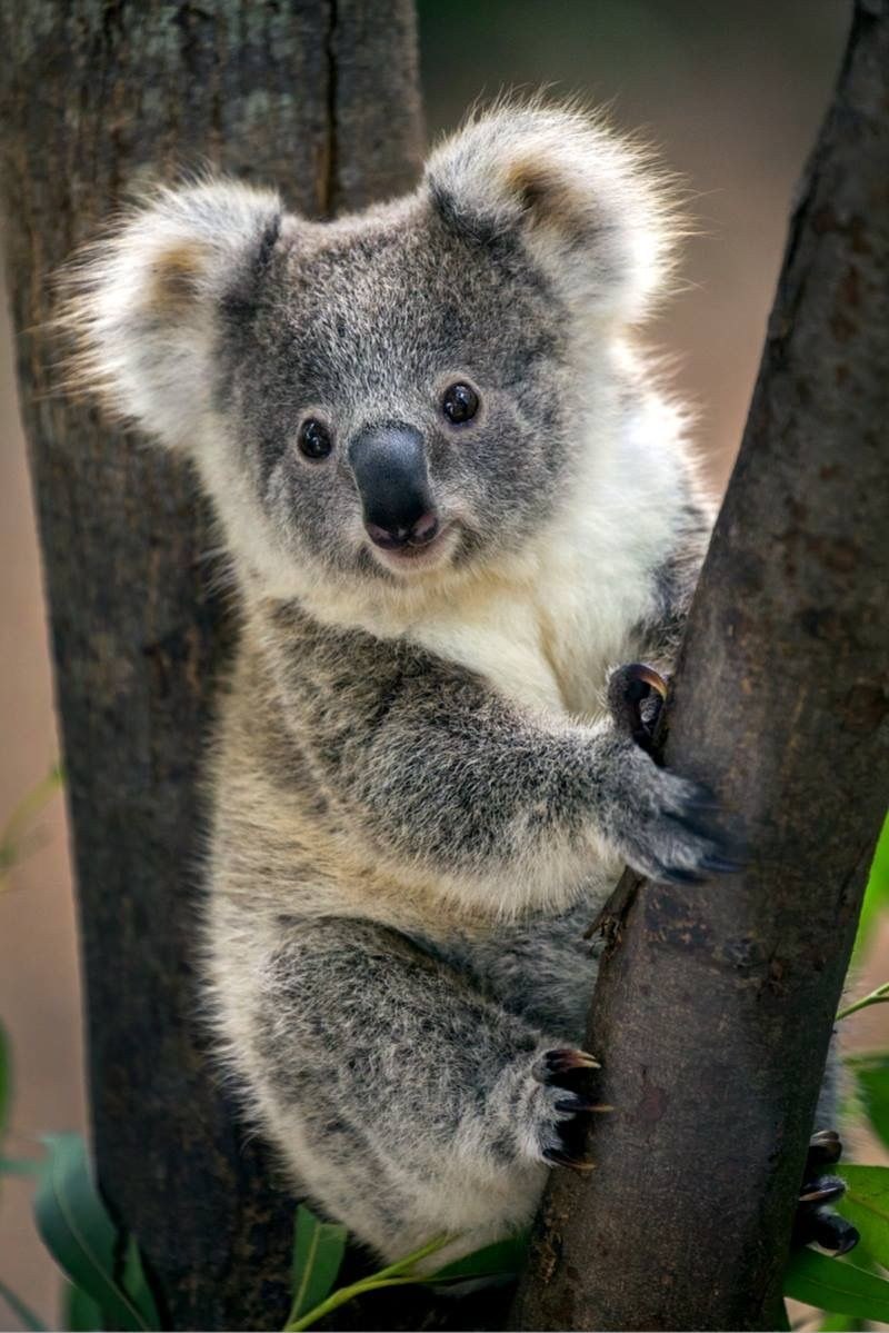 Карликовая коала