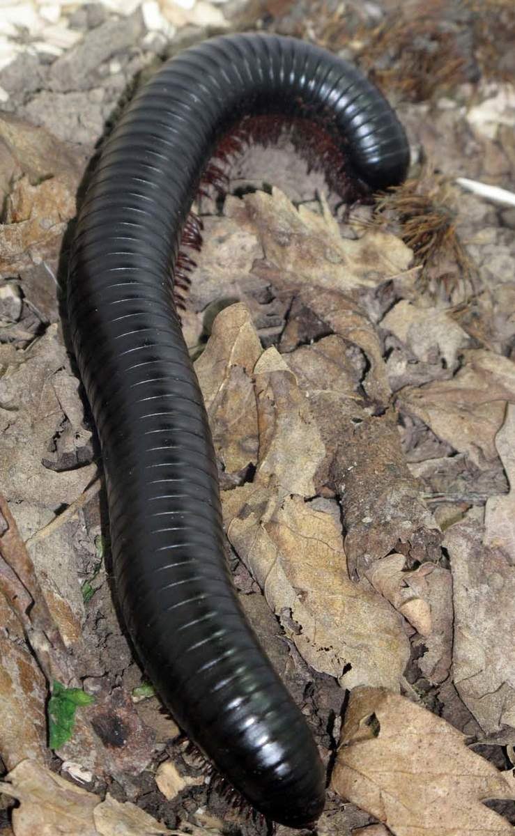 Многоножка Millipede