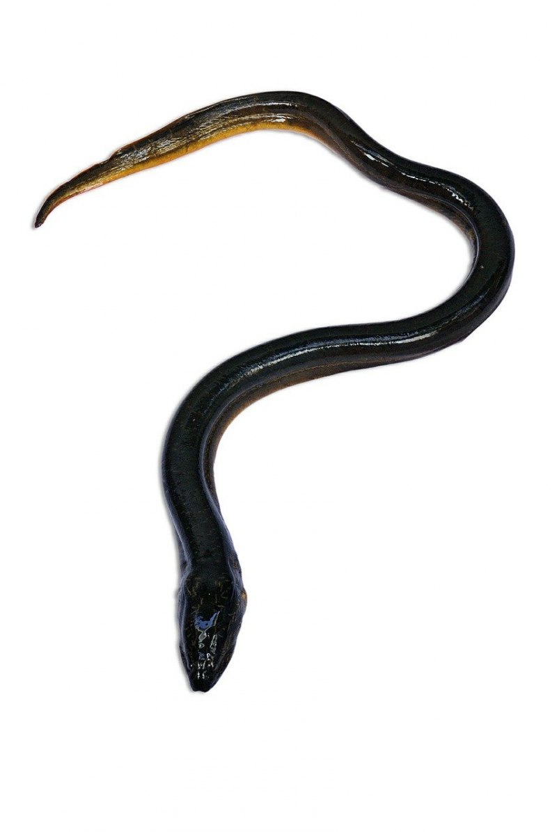 Moray eel рыба