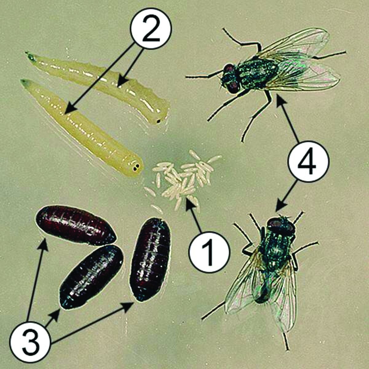 Как размножаются мухи в доме. Личинки и куколки синантропных мух. Яйцо личинка куколка  взрослая Муха. Стадии личинок мух. Личинки мух стадии развития.