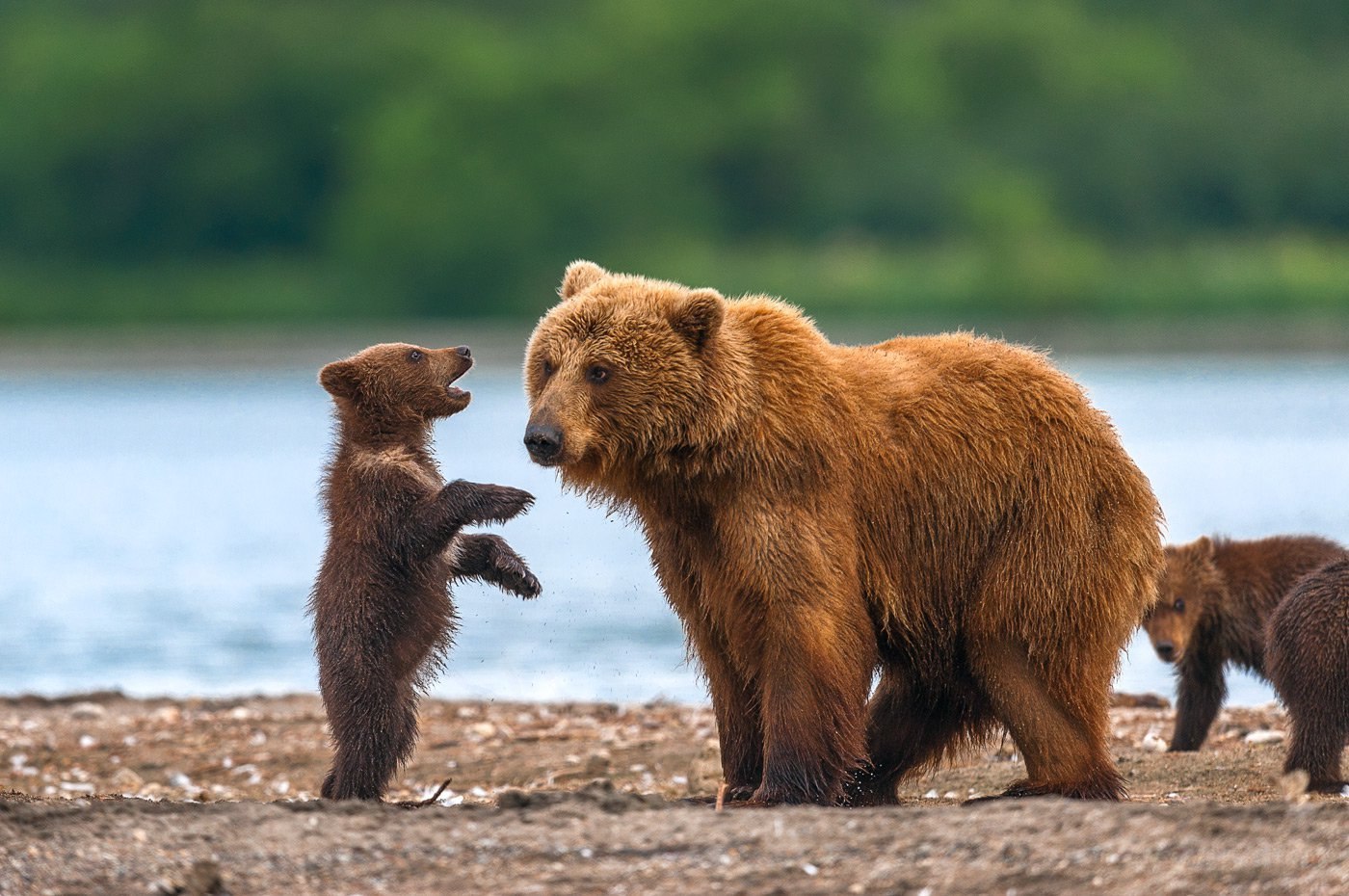 Популяция бурых медведей. Медведь с медвежонком. Медведица с медвежатами. Медведь Россия.