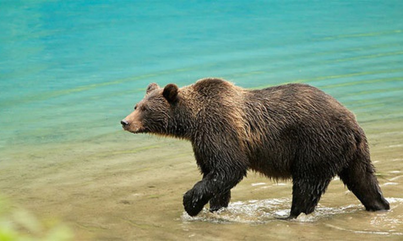 Звуки лесных обитателей. Бурый медведь. Карточки Домана Лесные животные. Бурый медведь дальнего Востока. Медведь Гризли.