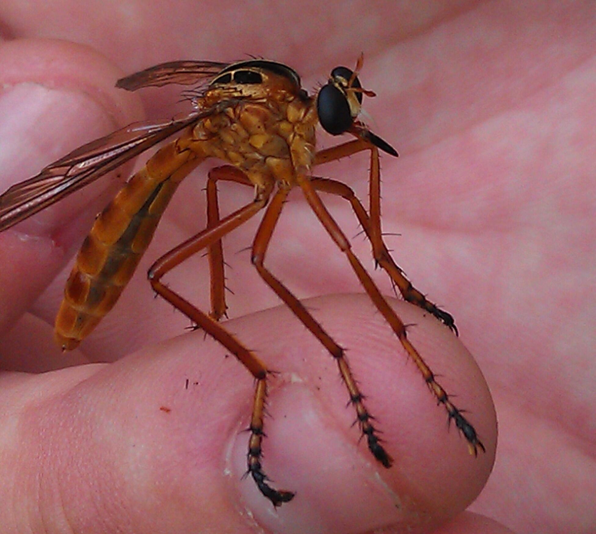 Оранжевый комар. Комар гигант - долгоножка. Красный комар долгоножка. Москит Кантатор. Большой комар.