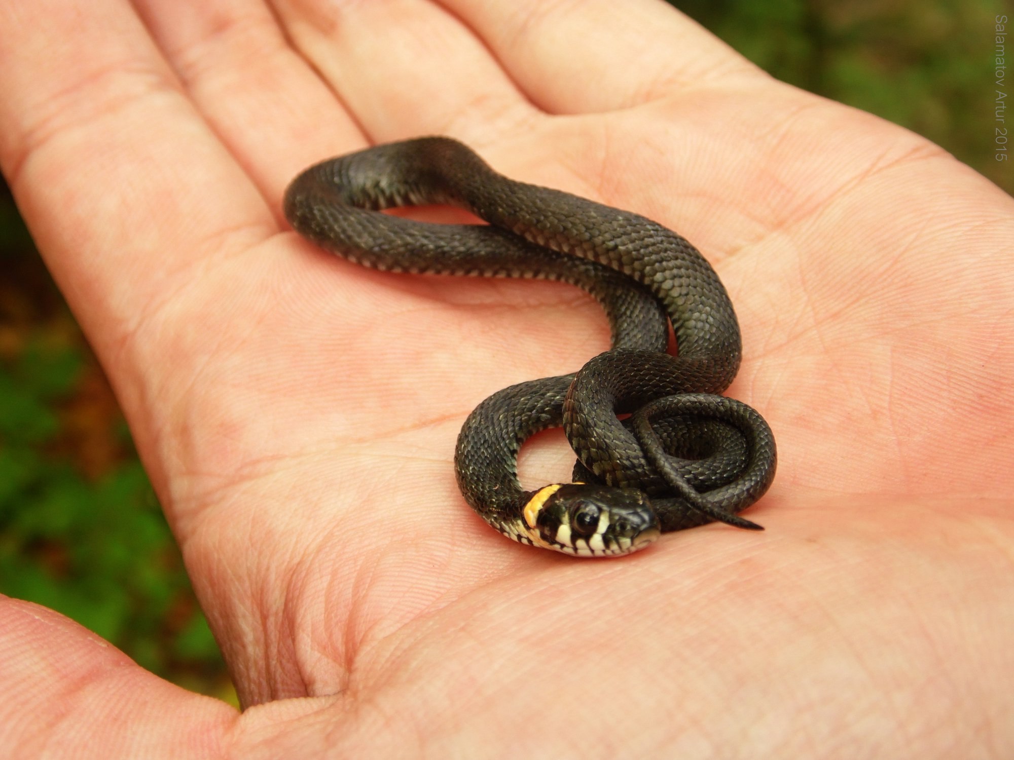 Новорожденная змея (57 фото) - красивые фото и картинки pofoto.club